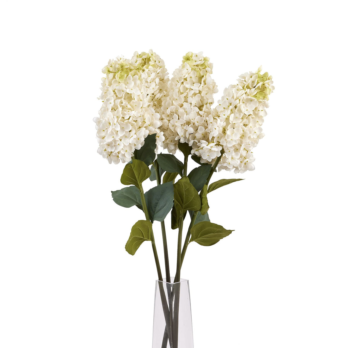 White Spear Hydrangea - image 5