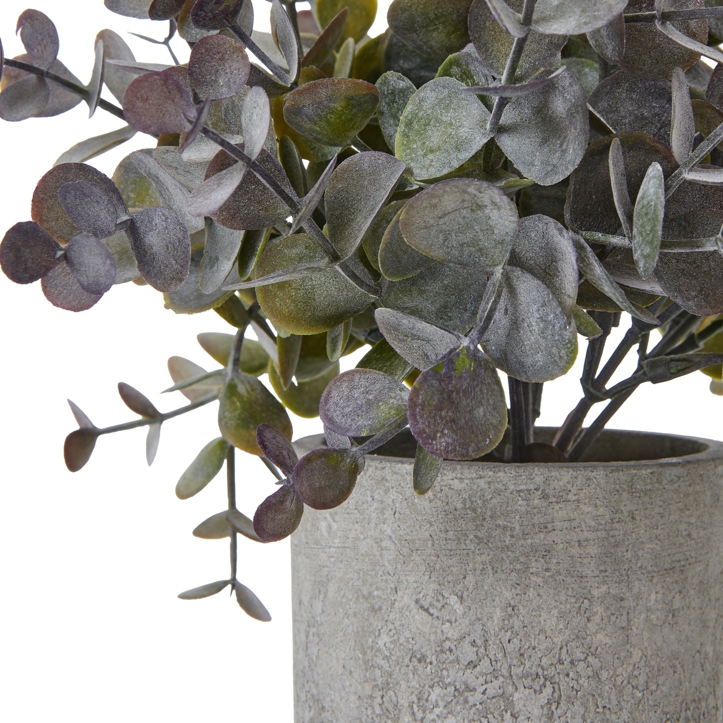 Small Eucalyptus Cinerea Plant In Grey Pot - image 2