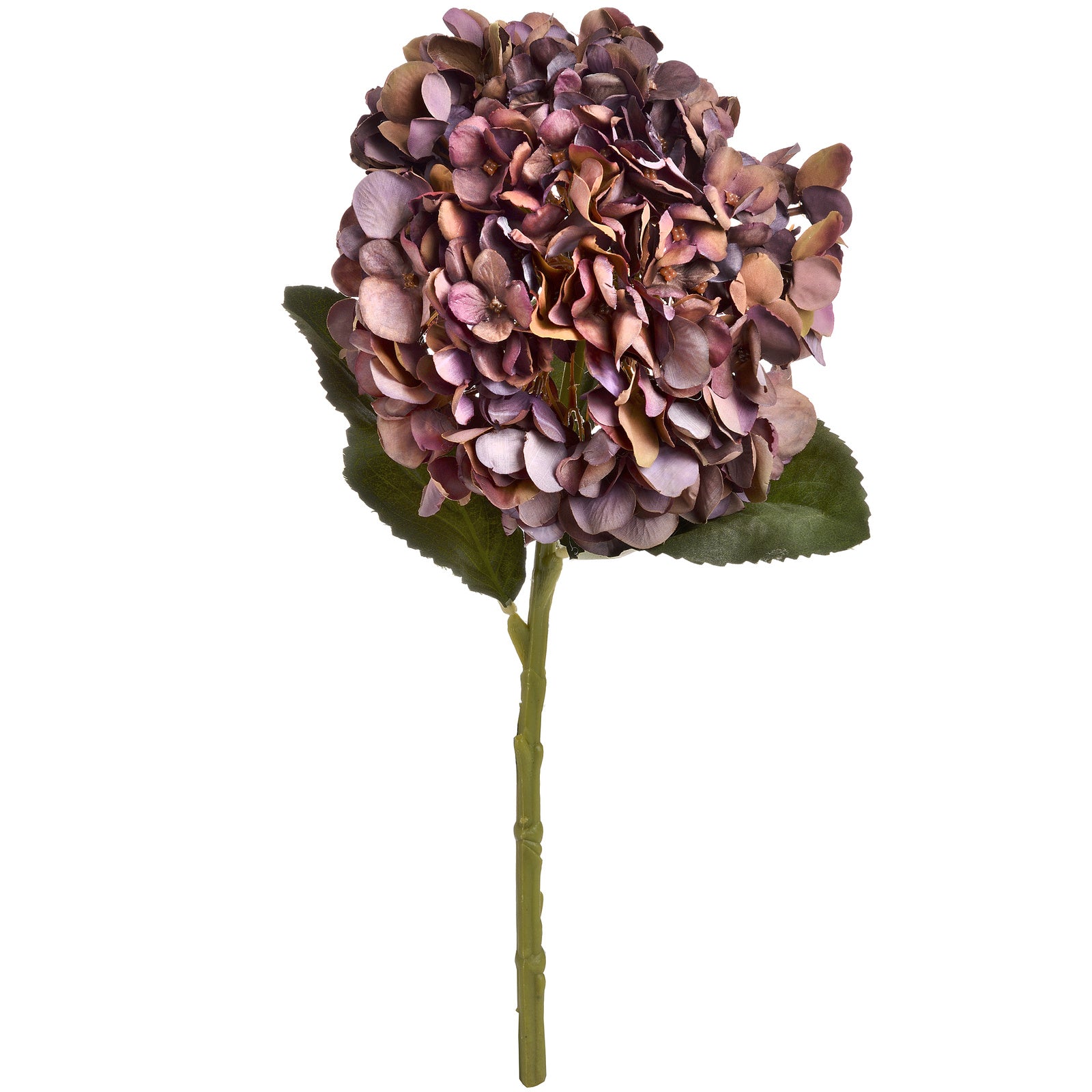 Autumn Coffee Hydrangea - image 2