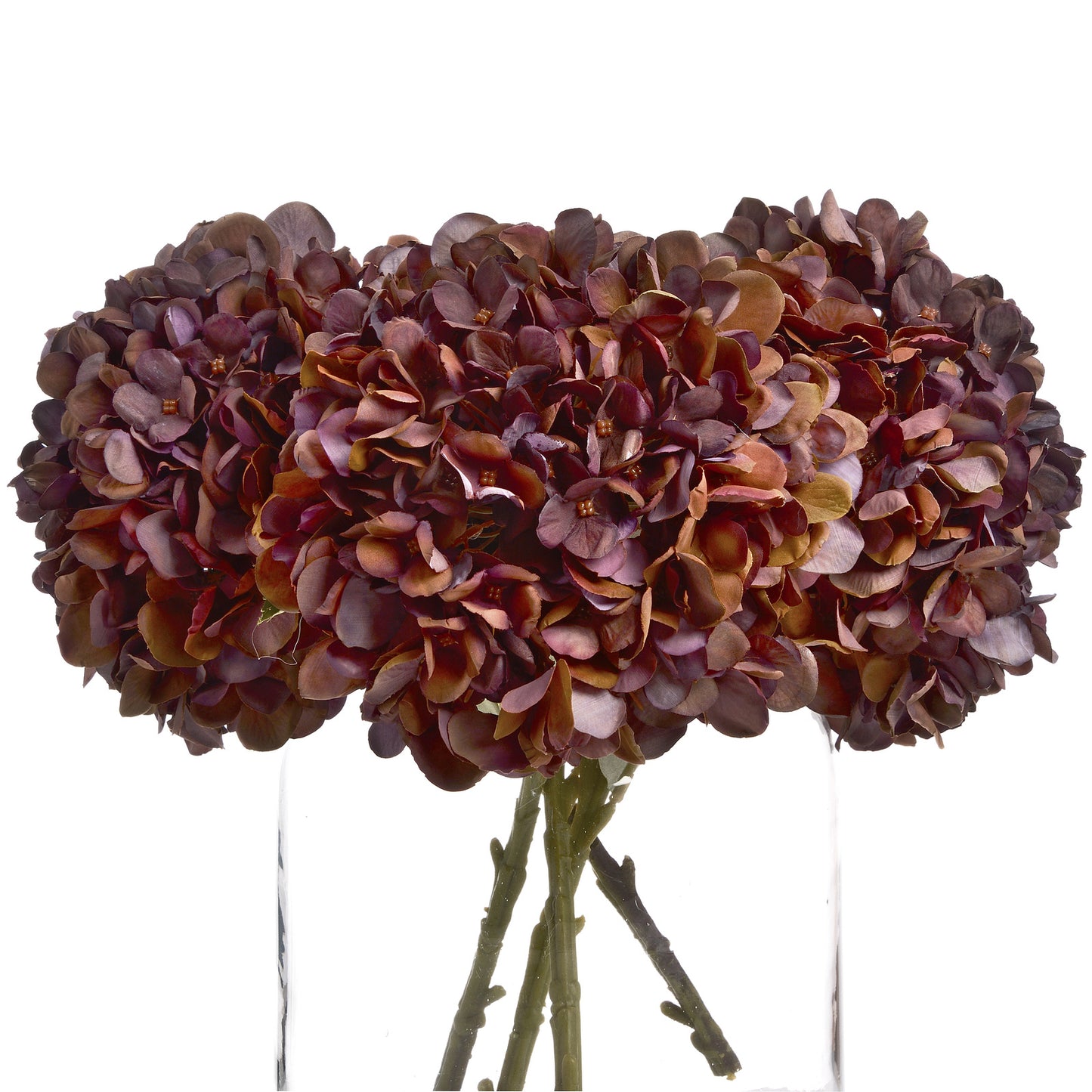 Autumn Coffee Hydrangea - image 4