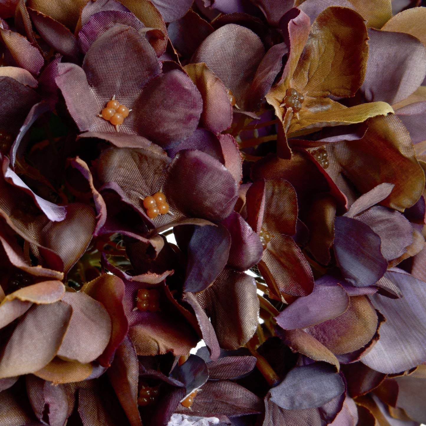 Autumn Coffee Hydrangea - image 5