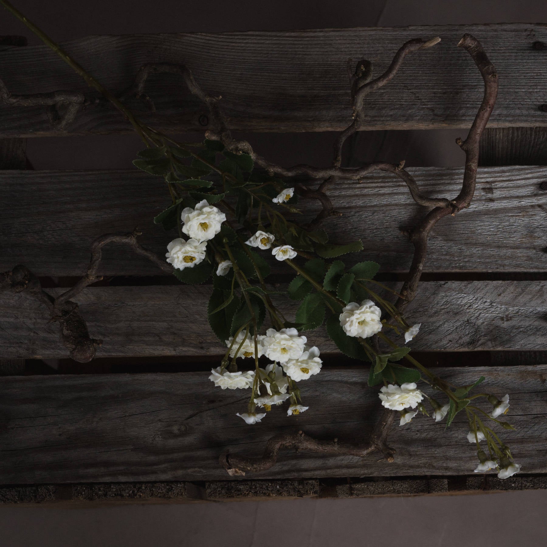 White Wild Meadow Rose - image 2