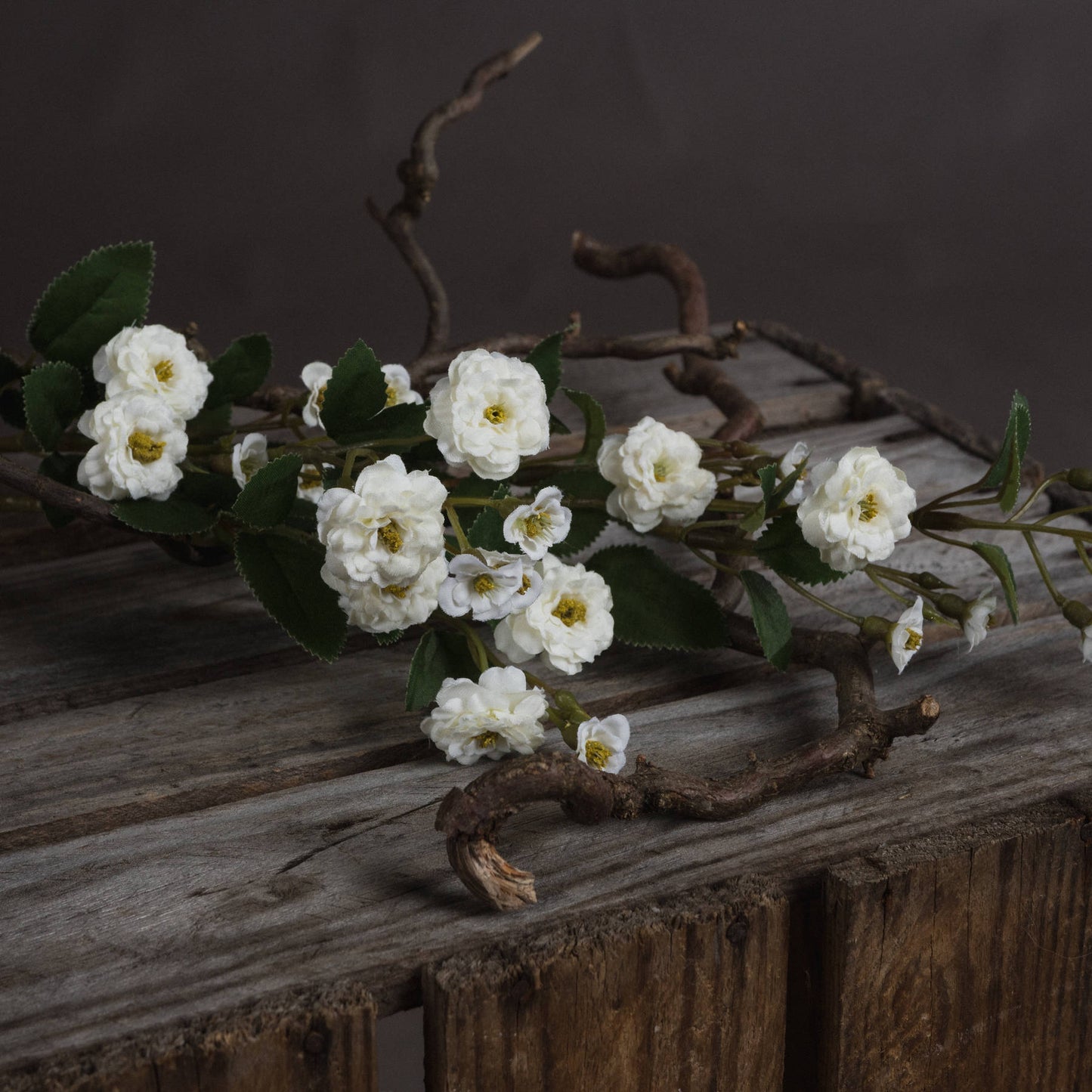 White Wild Meadow Rose - image 3