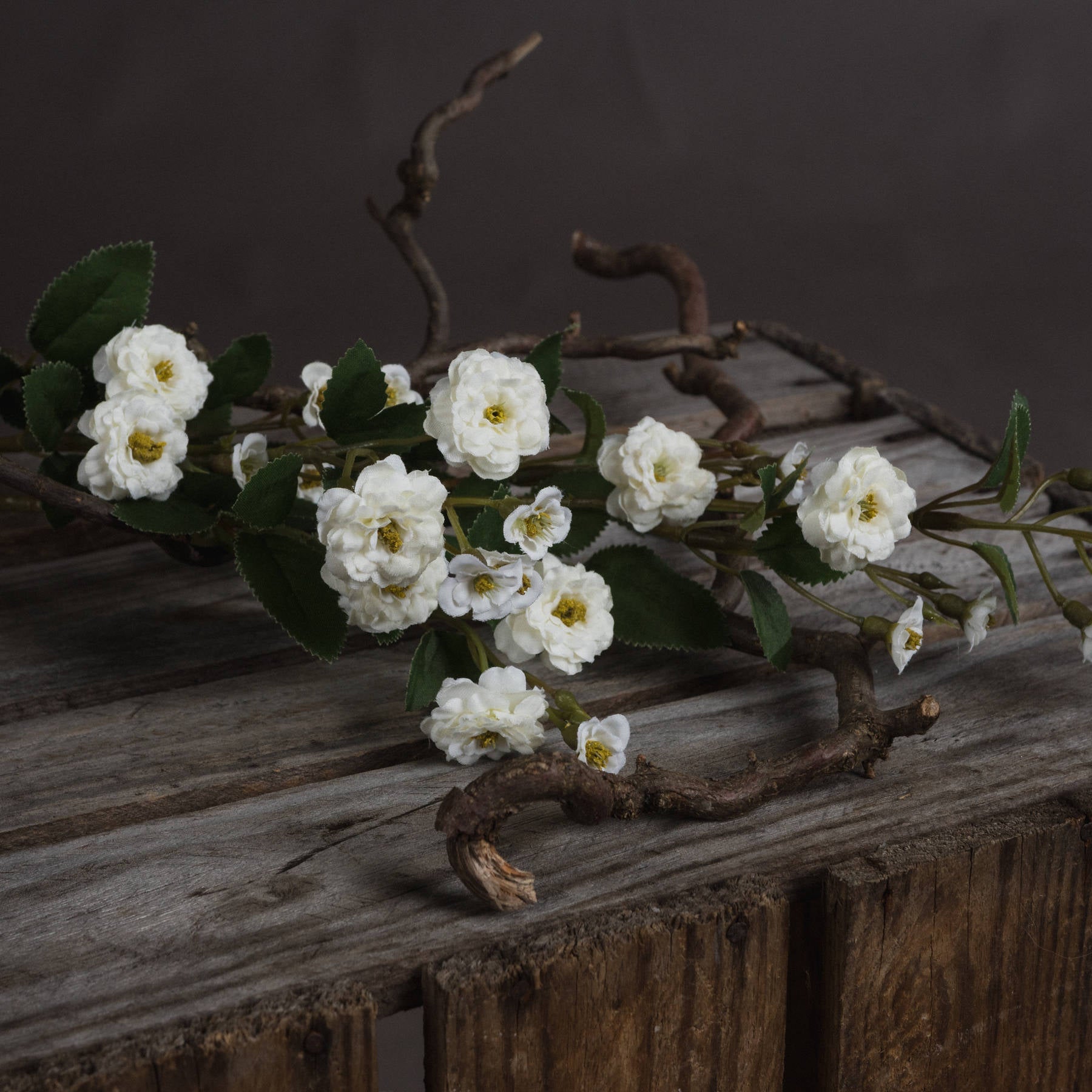 White Wild Meadow Rose - image 3