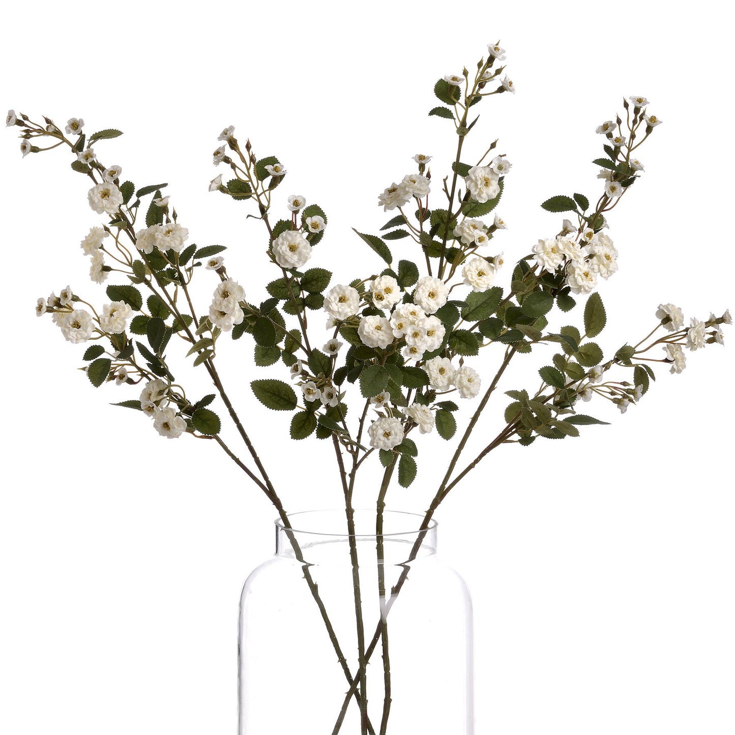 White Wild Meadow Rose - image 4