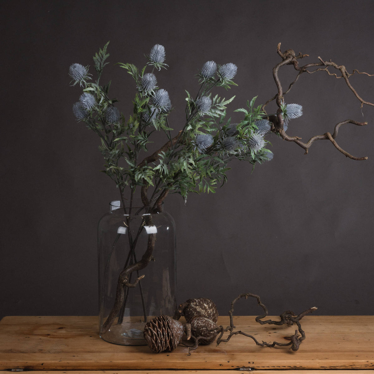 Eryngium Thistle