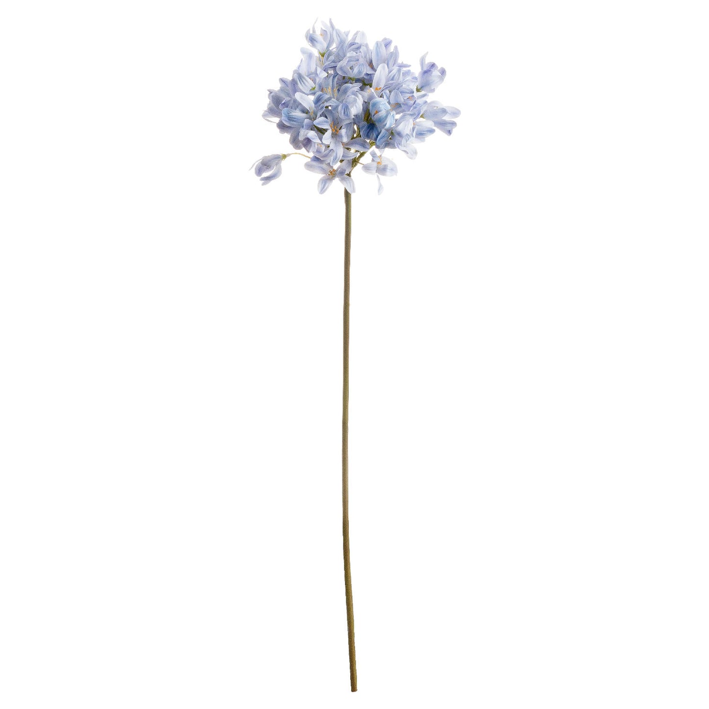 Light Blue Large Headed Agapanthus - image 2
