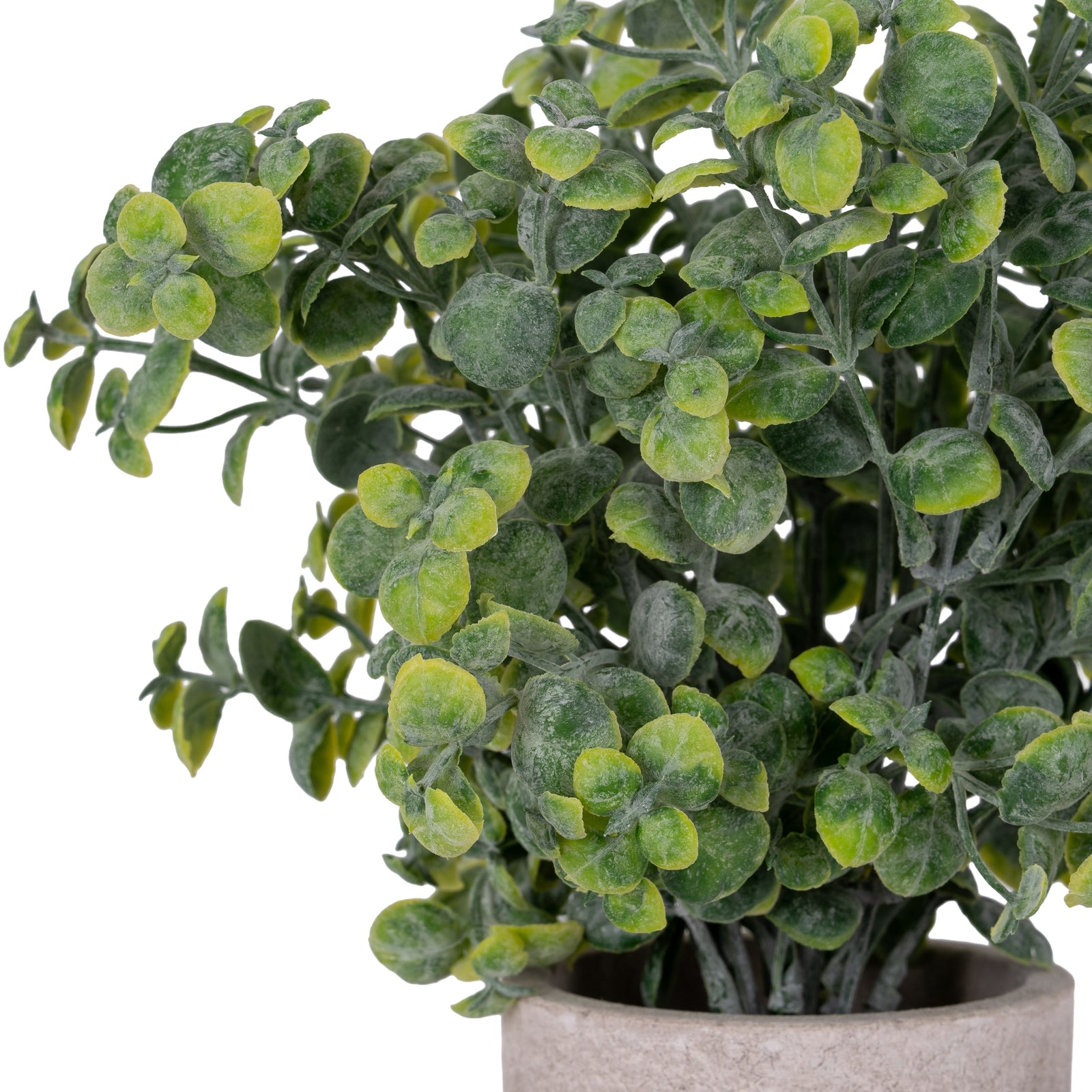 Eucalyptus Plant In Stone Effect Pot - image 2