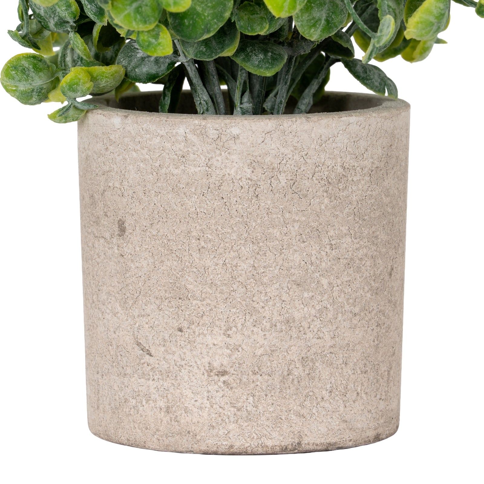 Eucalyptus Plant In Stone Effect Pot - image 3