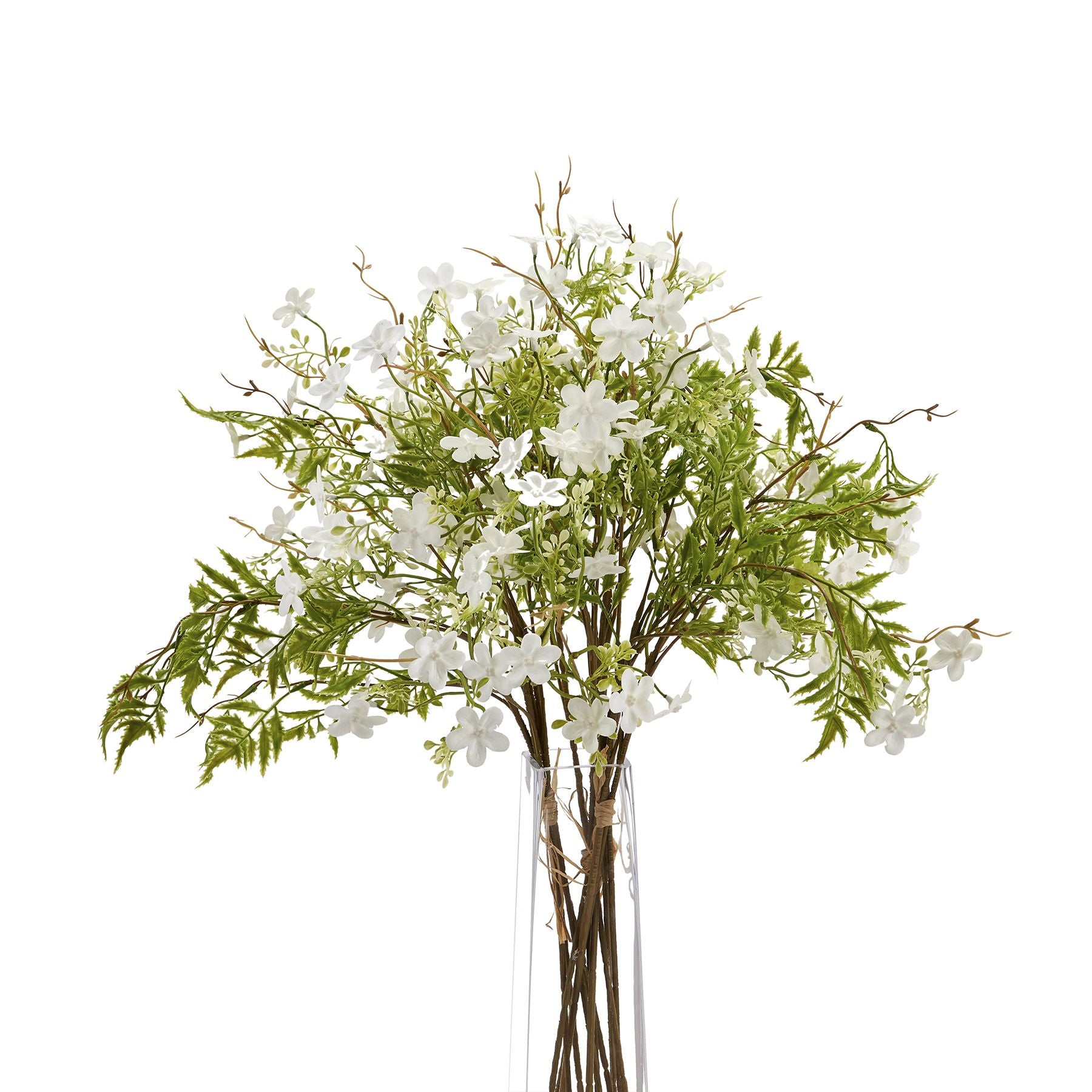 Italian White Bellflower - image 5