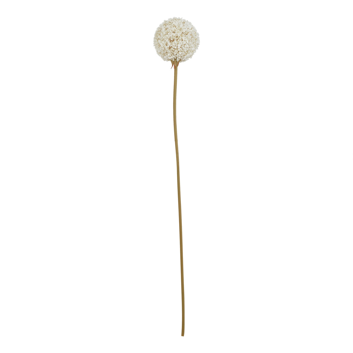 The Natural Garden Collection White Allium - image 3