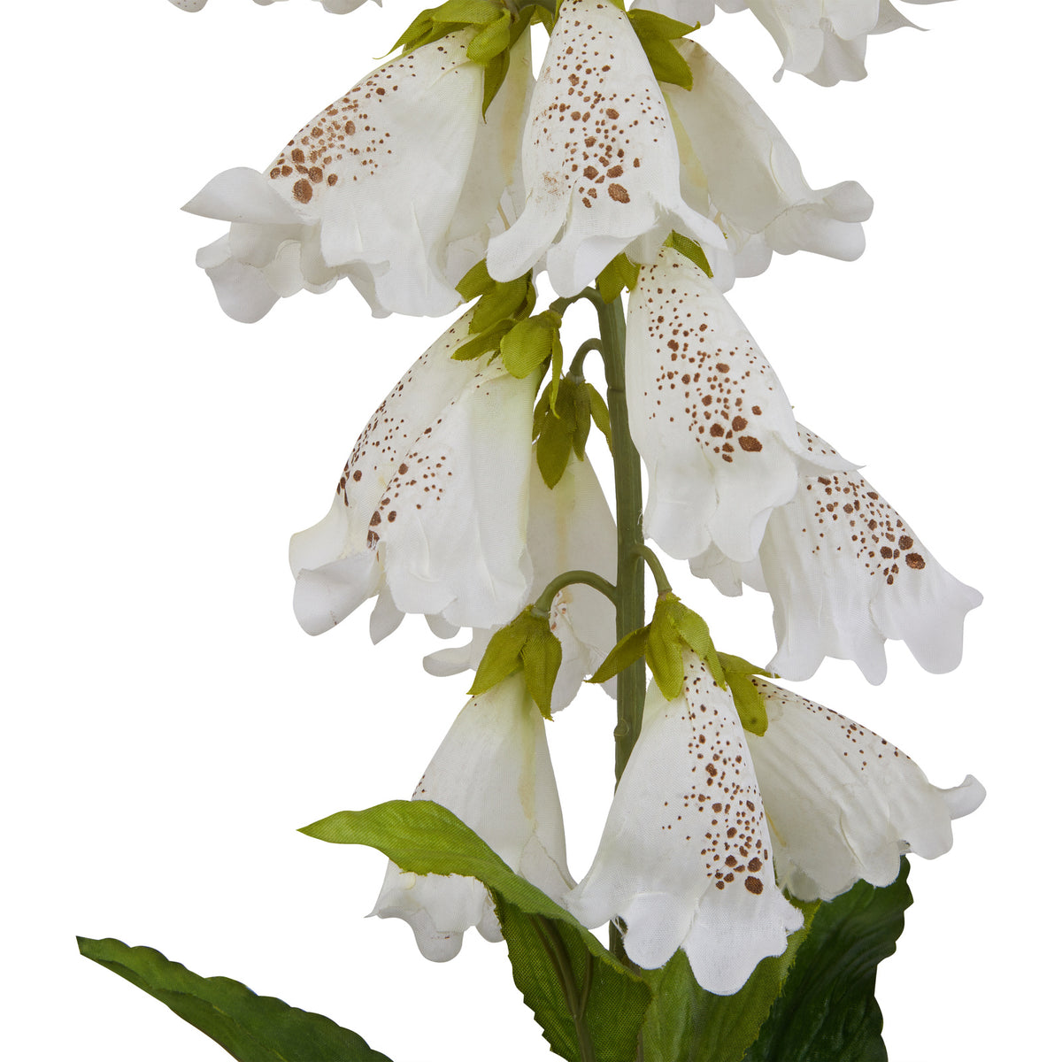 The Natural Garden Collection White Foxglove - image 3