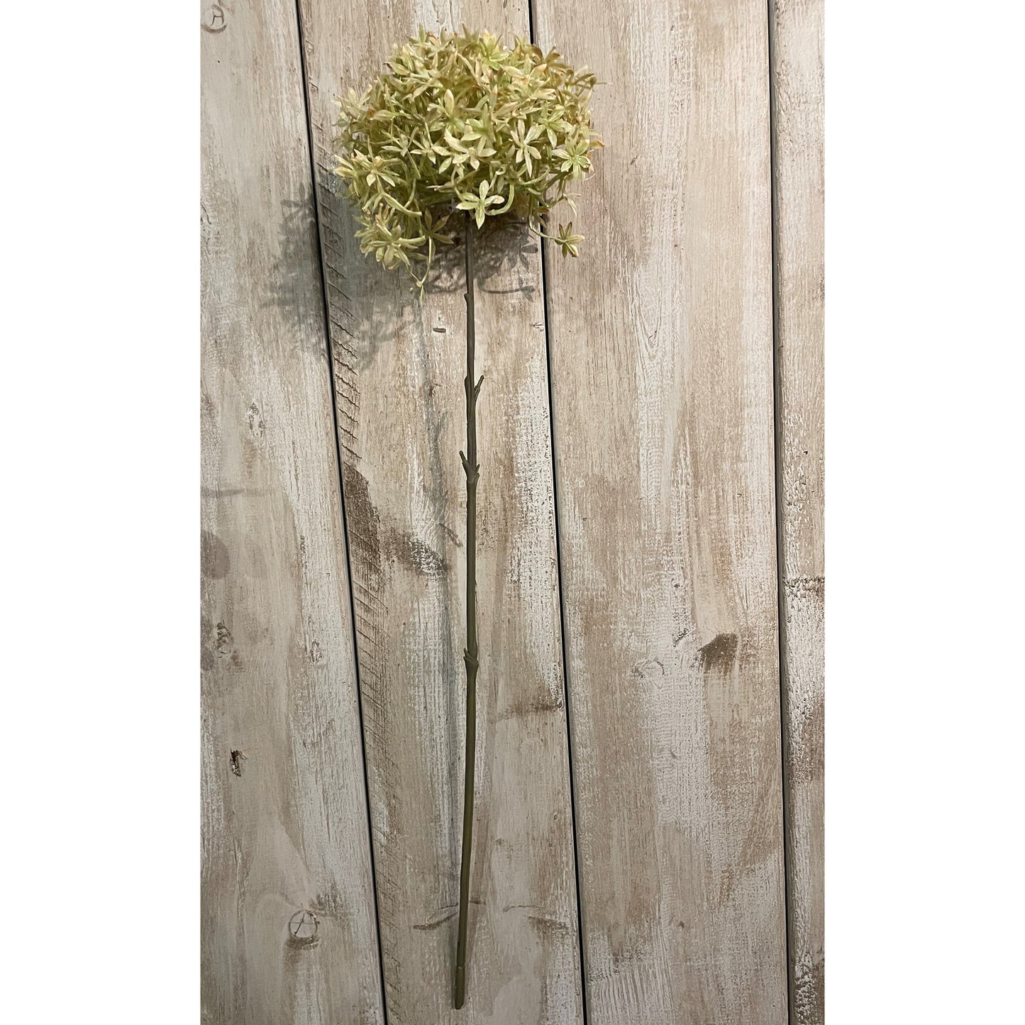 Green And Beige Allium - image 2