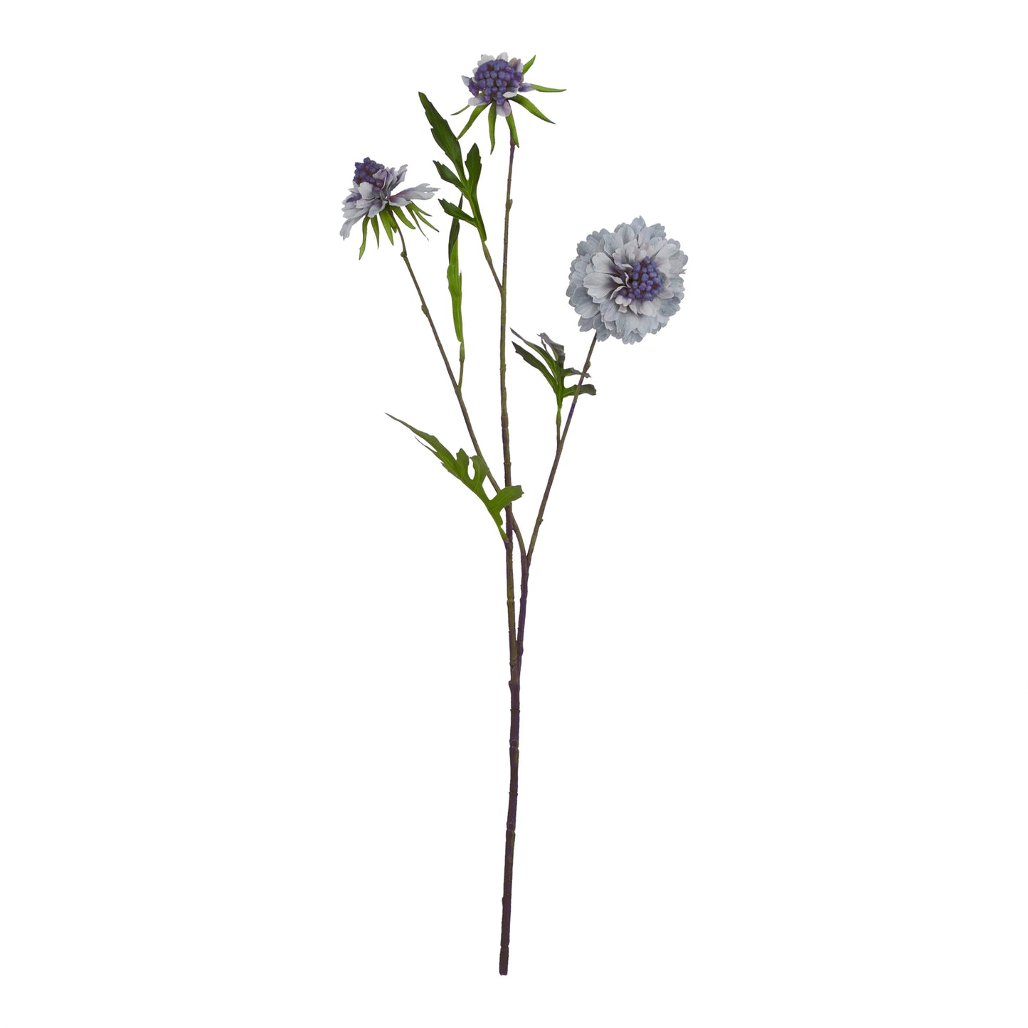 Pale Blue Scabious Stem - image 3