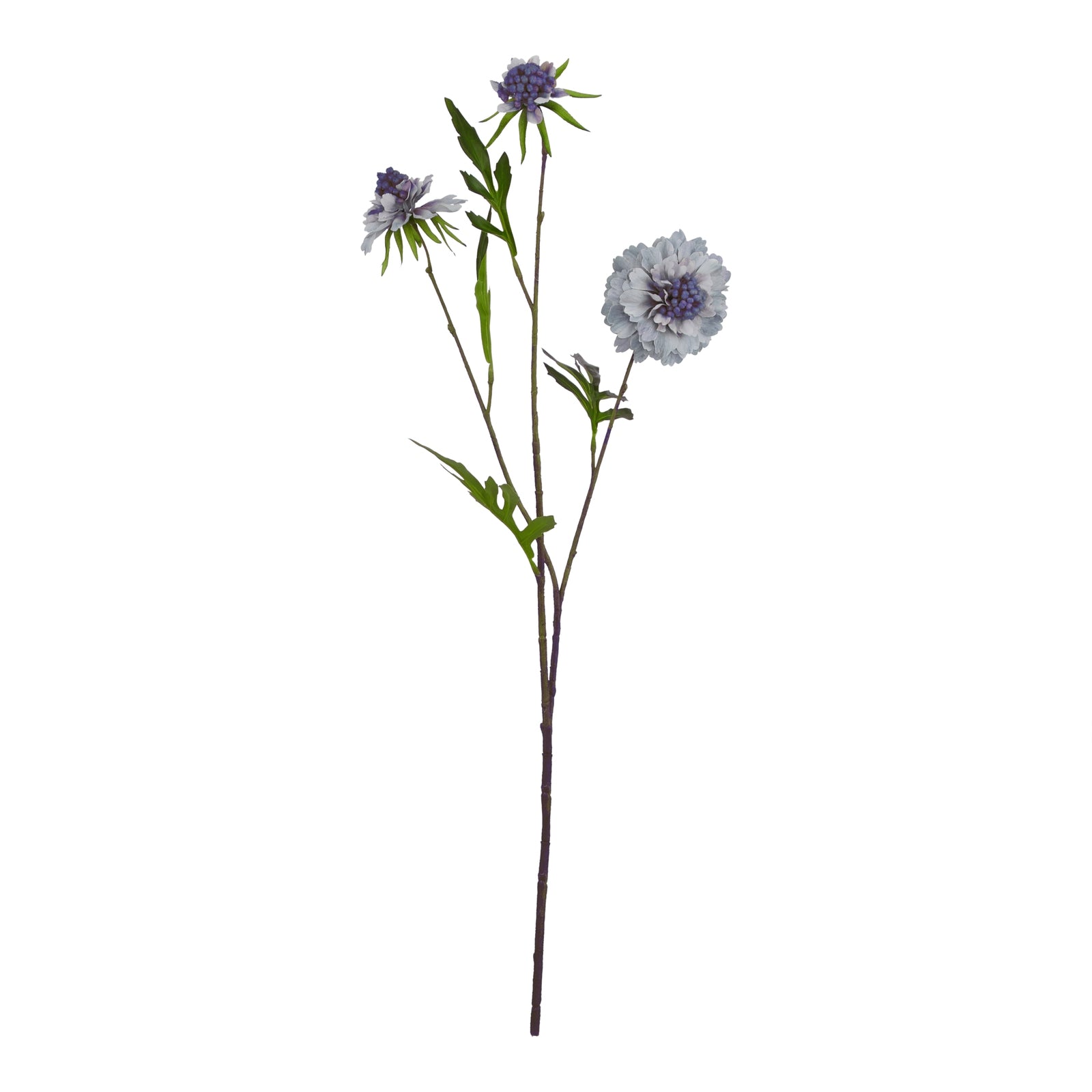 Pale Blue Scabious Stem - image 3