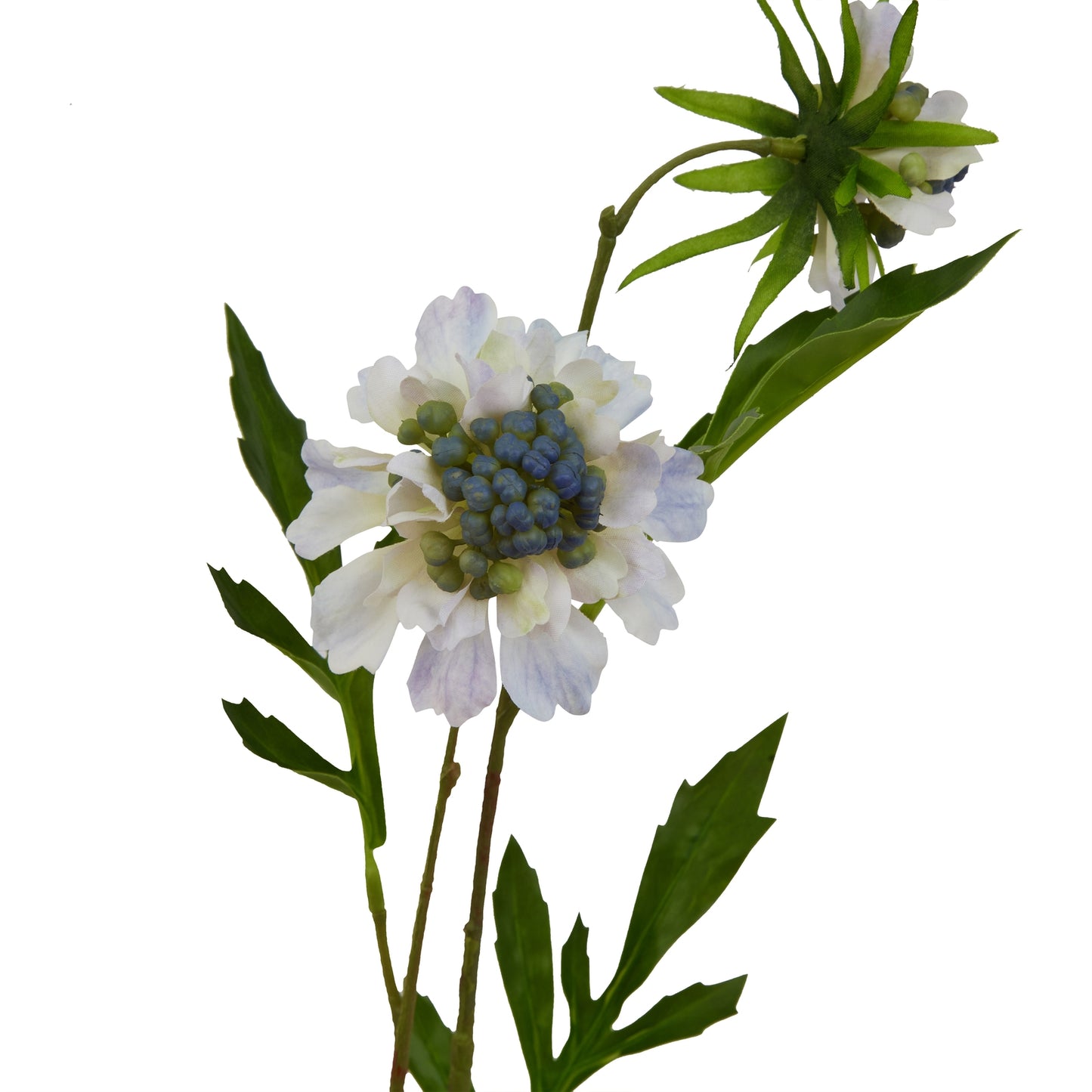 Pale Blue Scabious Stem - image 4