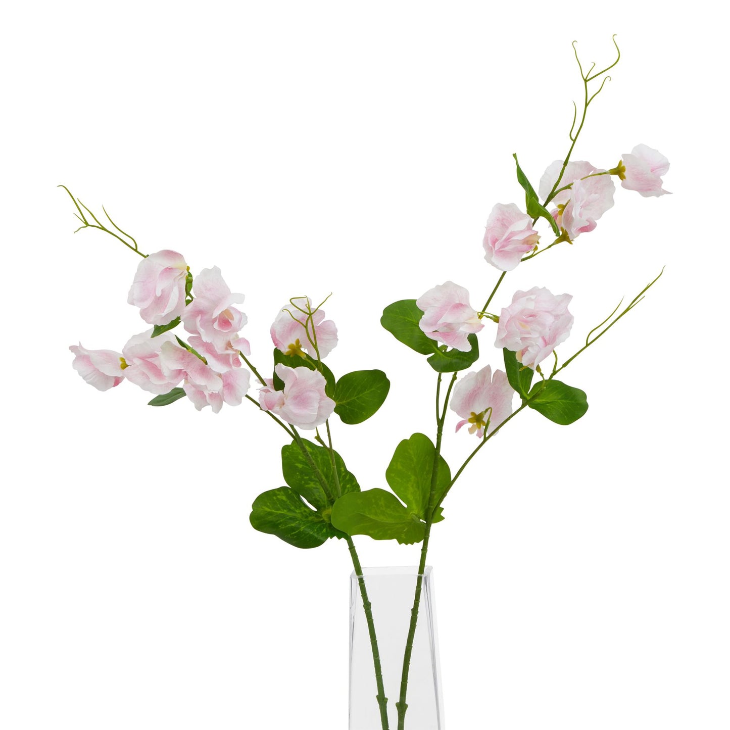 The Natural Garden Collection Pale Pink Sweetpea Stem - image 3