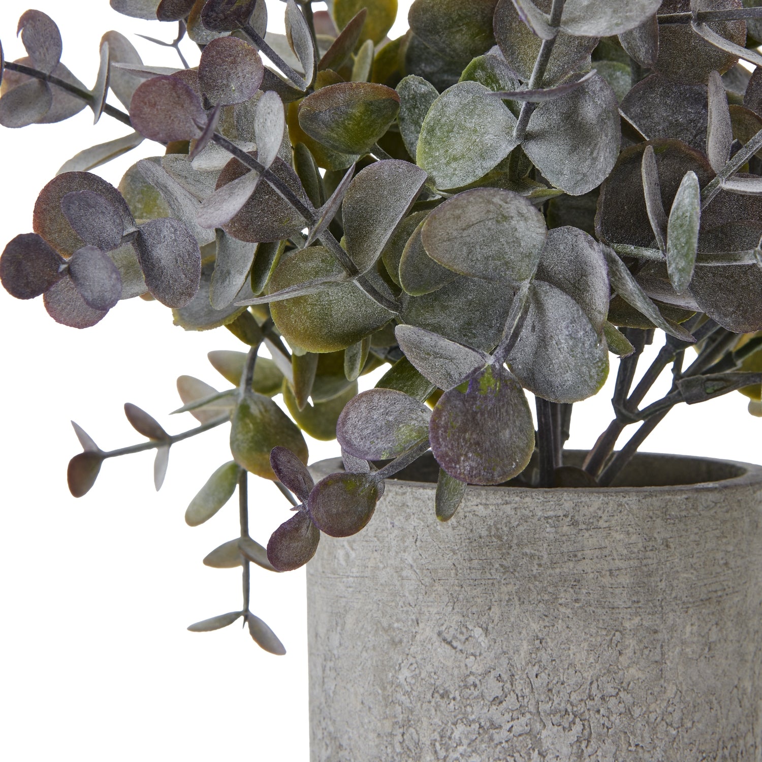 Small Eucalyptus Cinerea Plant In Grey Pot - image 2