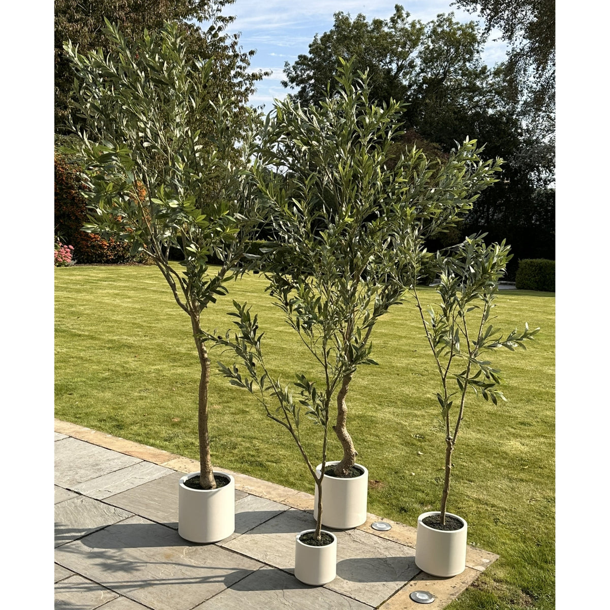 Apulia Olive Tree In White Pot 200Cm - image 5