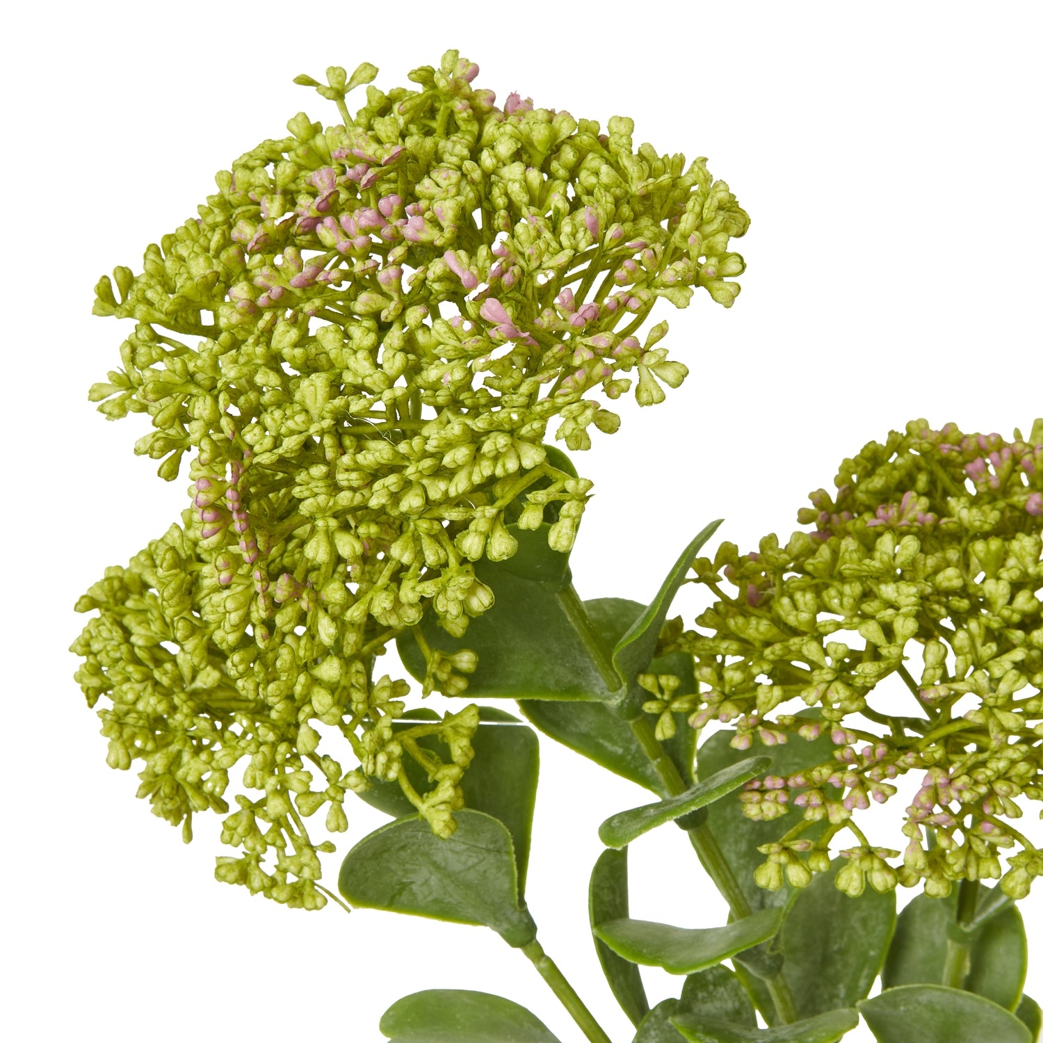 Green Sedum Spray - image 2