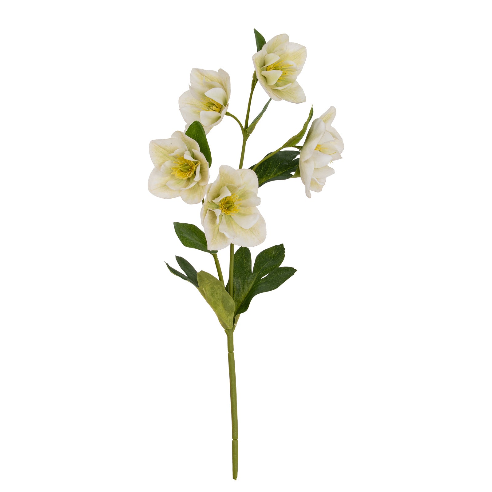 White Hellebore Stem - image 3